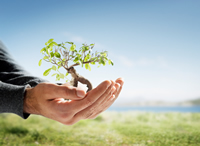 Tree in palm of hand